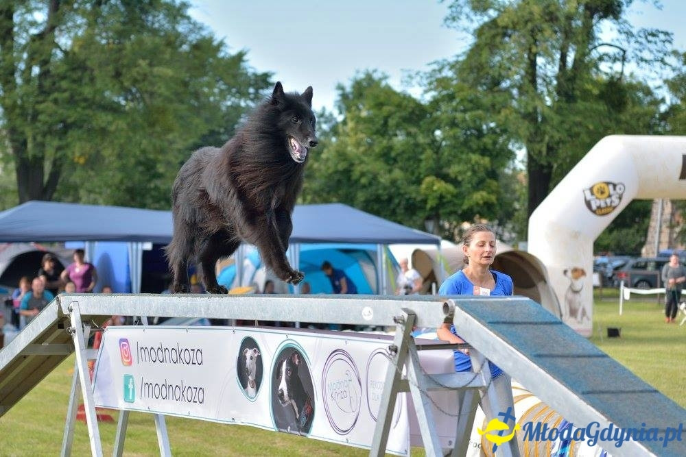 Puchar Bursztynowego Psa 15.07.17.