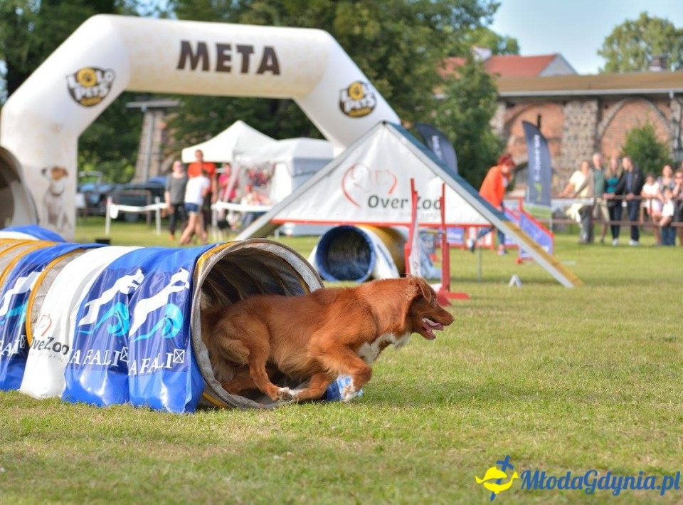 Puchar Bursztynowego Psa 15.07.17.