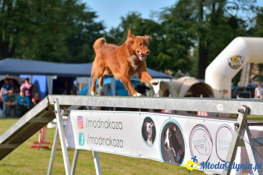 Puchar Bursztynowego Psa 15.07.17.