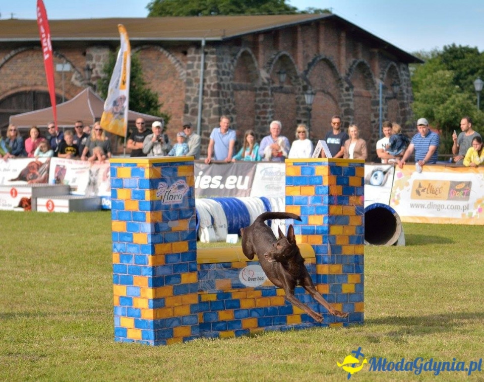 Puchar Bursztynowego Psa 15.07.17.