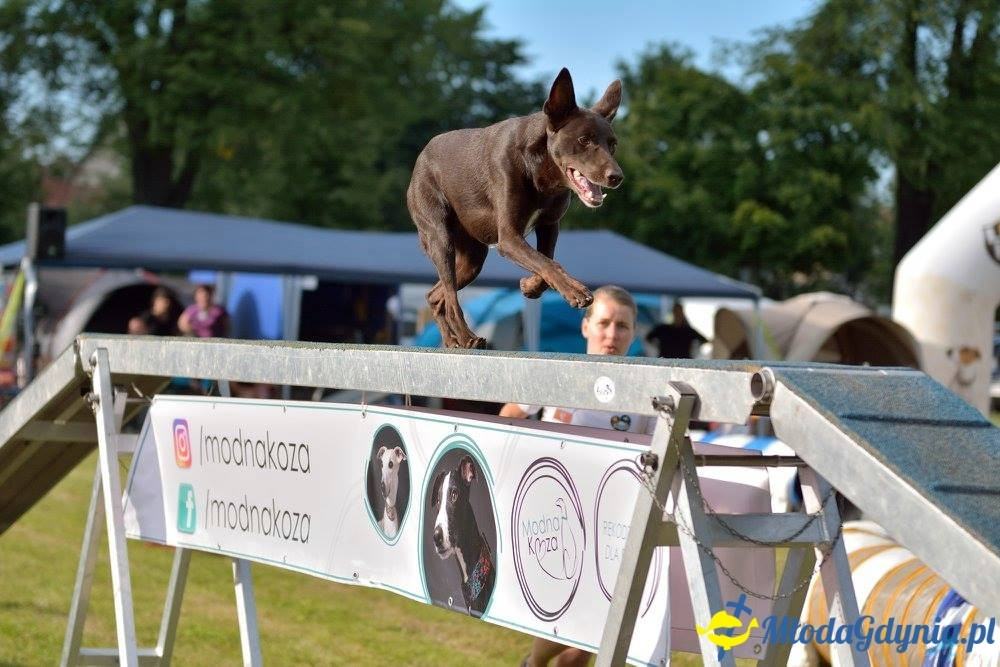 Puchar Bursztynowego Psa 15.07.17.