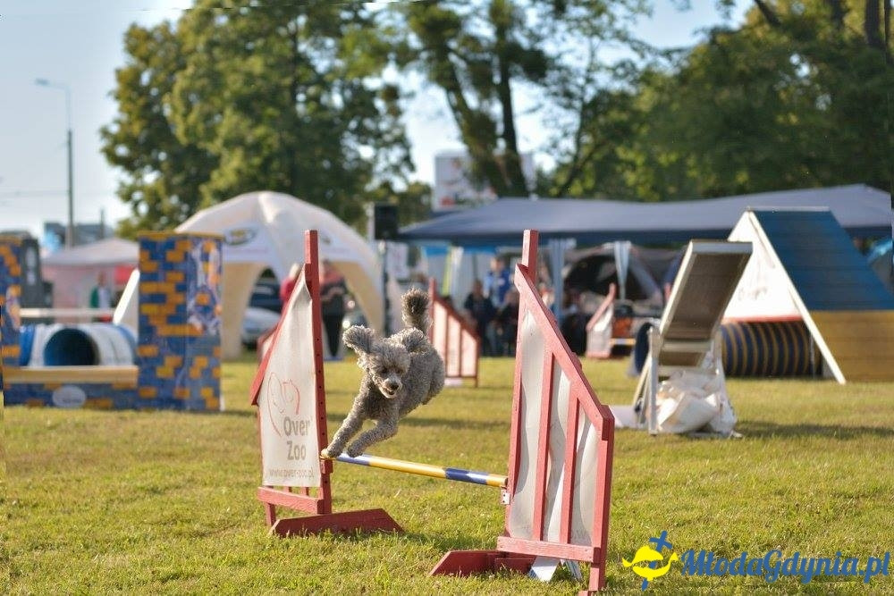 Puchar Bursztynowego Psa 15.07.17.