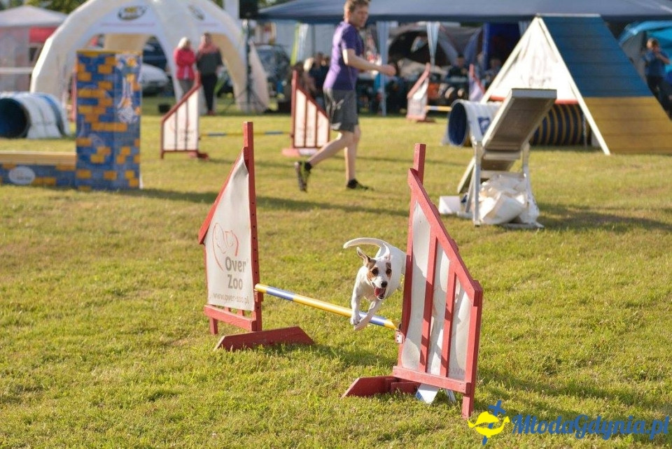 Puchar Bursztynowego Psa 15.07.17.