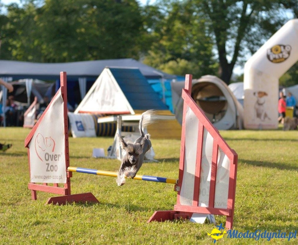 Puchar Bursztynowego Psa 15.07.17.