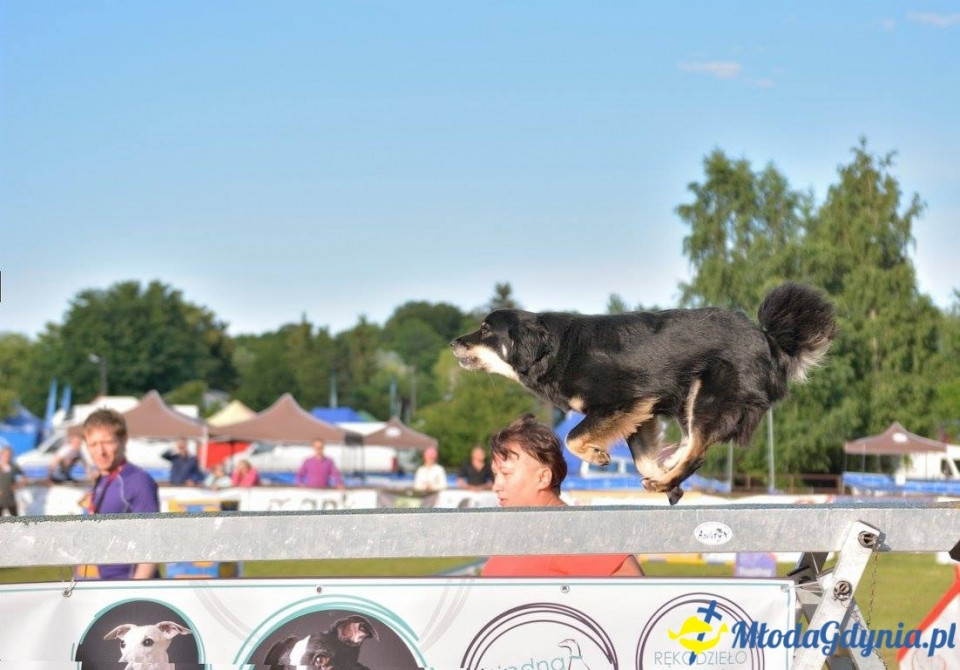 Puchar Bursztynowego Psa 15.07.17.