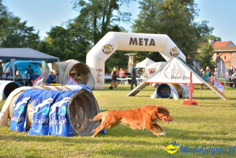 Puchar Bursztynowego Psa 15.07.17.