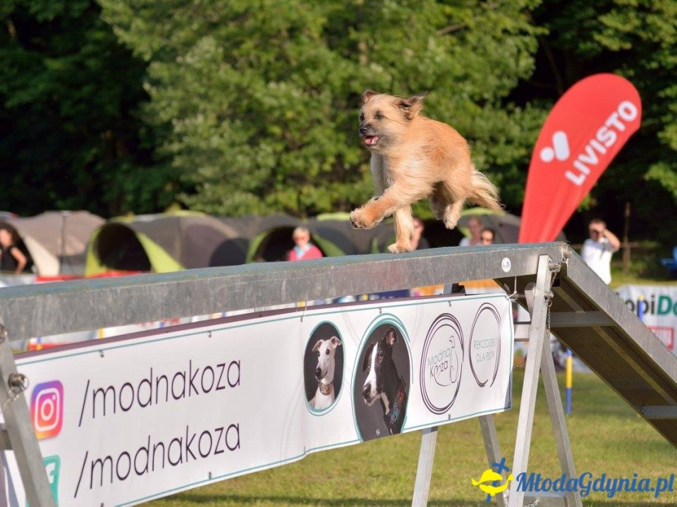 Puchar Bursztynowego Psa 15.07.17.