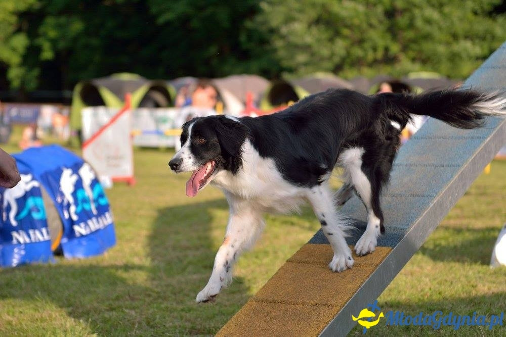 Puchar Bursztynowego Psa 15.07.17.