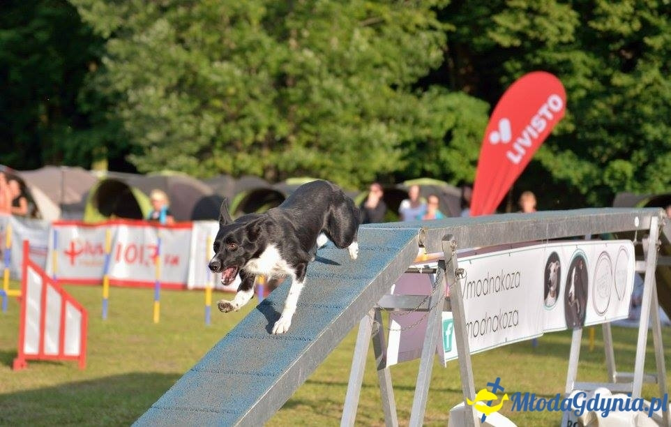 Puchar Bursztynowego Psa 15.07.17.