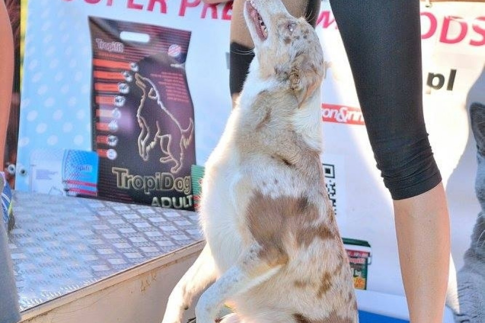 Puchar Bursztynowego Psa 15.07.17.