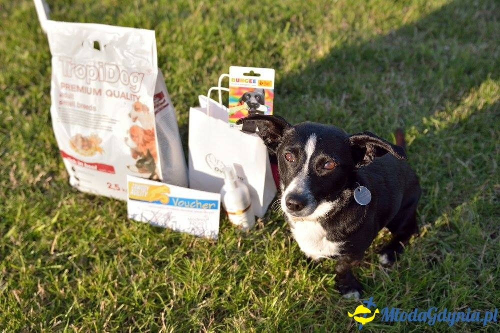 Puchar Bursztynowego Psa 15.07.17.