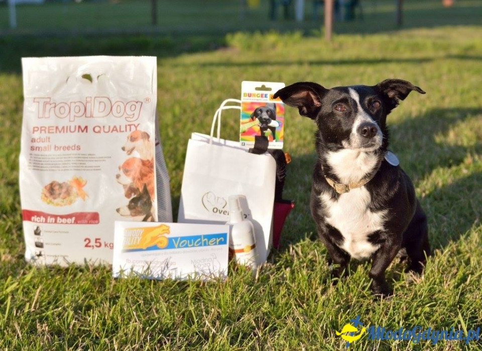 Puchar Bursztynowego Psa 15.07.17.