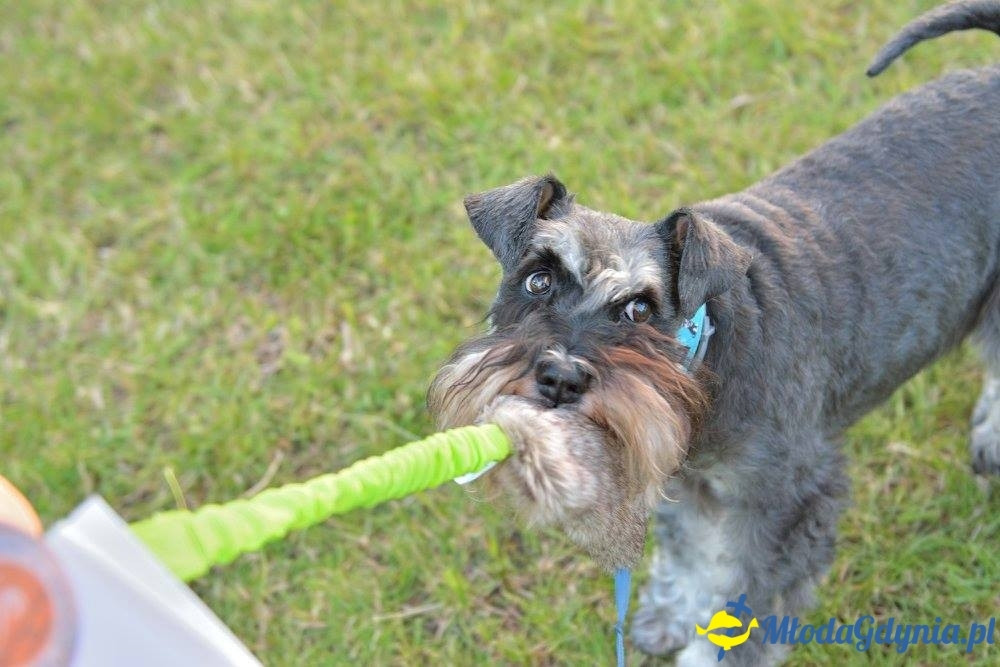 Puchar Bursztynowego Psa 15.07.17.