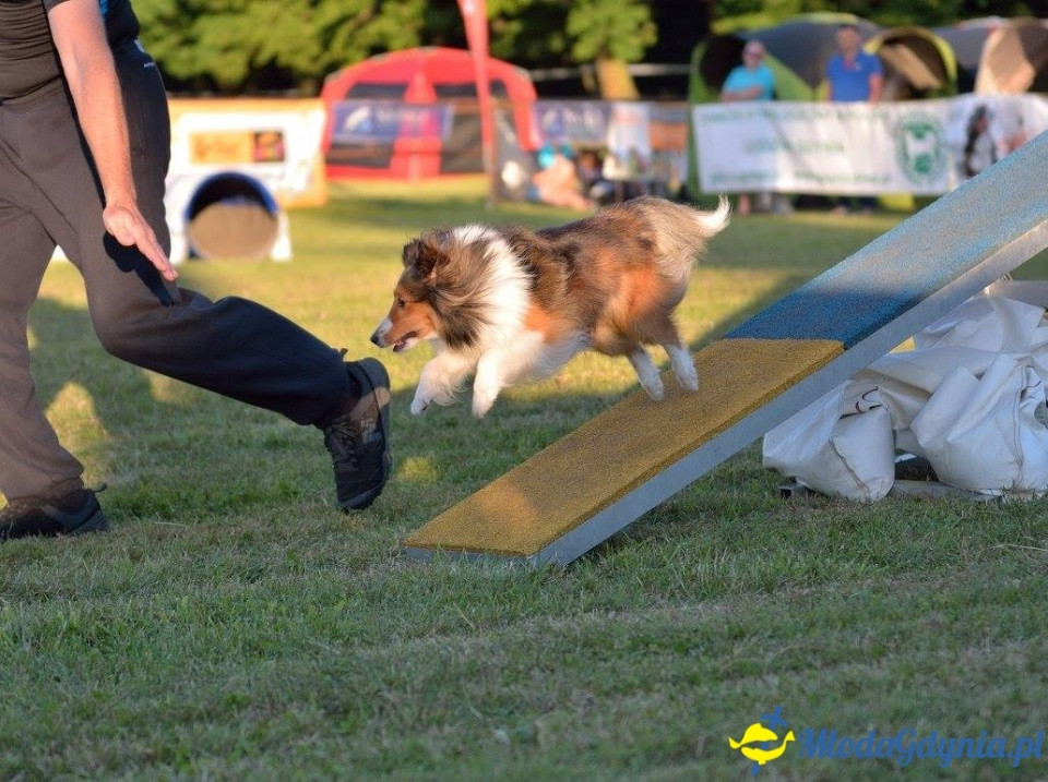 Puchar Bursztynowego Psa 15.07.17.