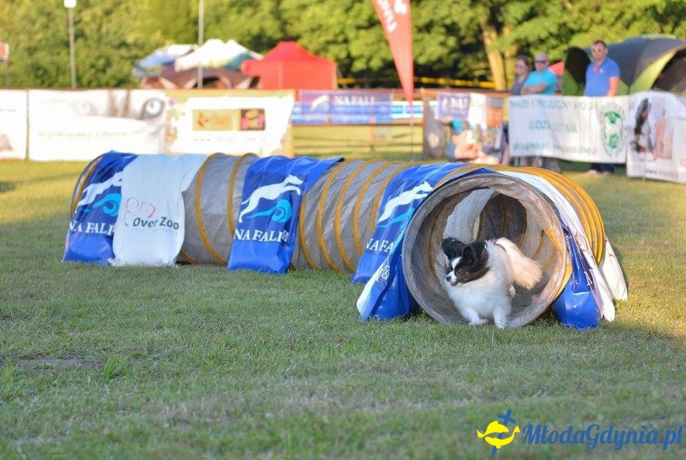 Puchar Bursztynowego Psa 15.07.17.