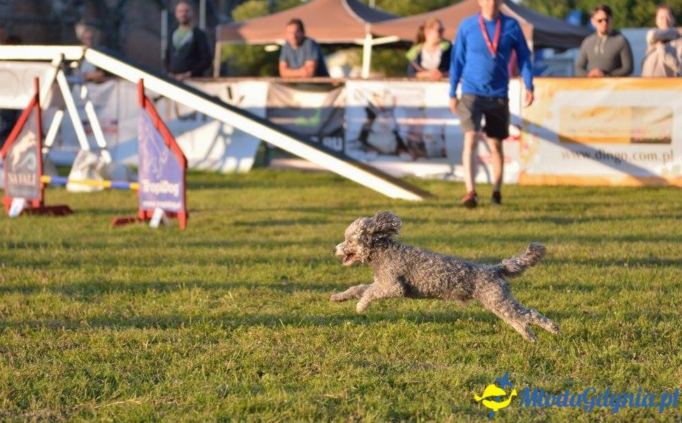 Puchar Bursztynowego Psa 15.07.17.