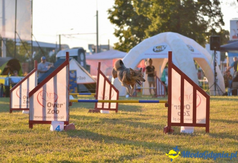 Puchar Bursztynowego Psa 15.07.17.