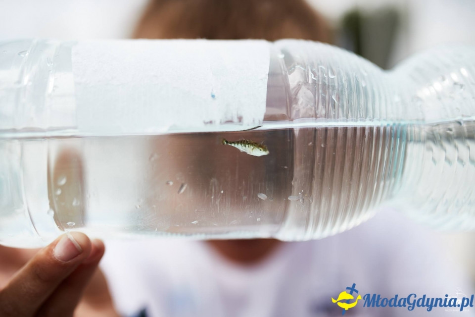 Puchar Trenerów YKP - kl. Optimist - 2017