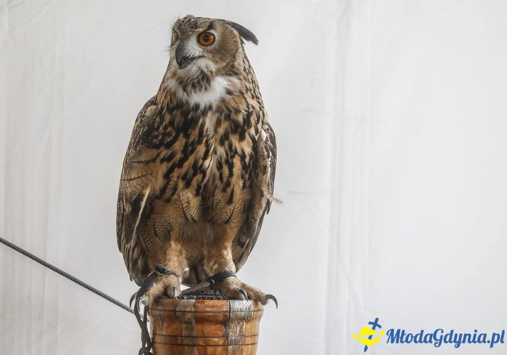 Festyn Leśny SEKRETY LASU