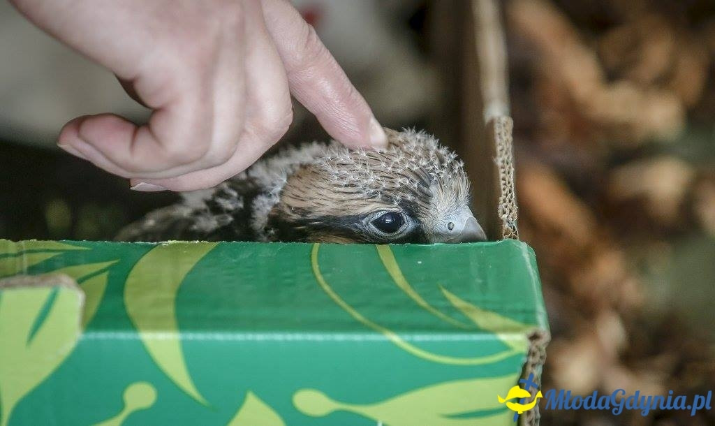 Festyn Leśny SEKRETY LASU