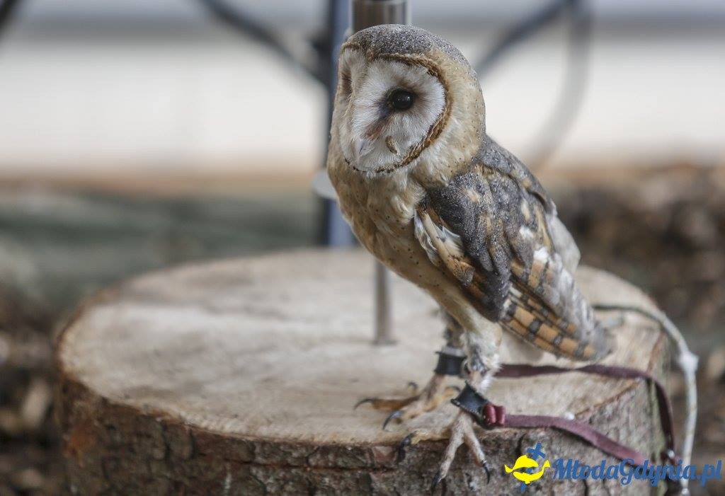 Festyn Leśny SEKRETY LASU