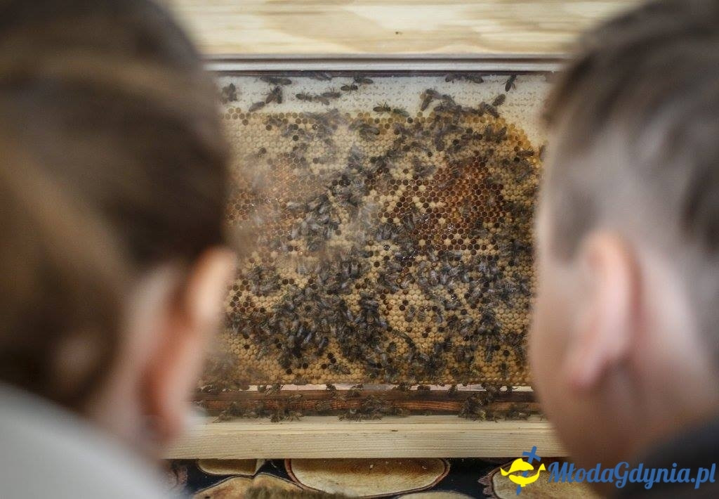 Festyn Leśny SEKRETY LASU