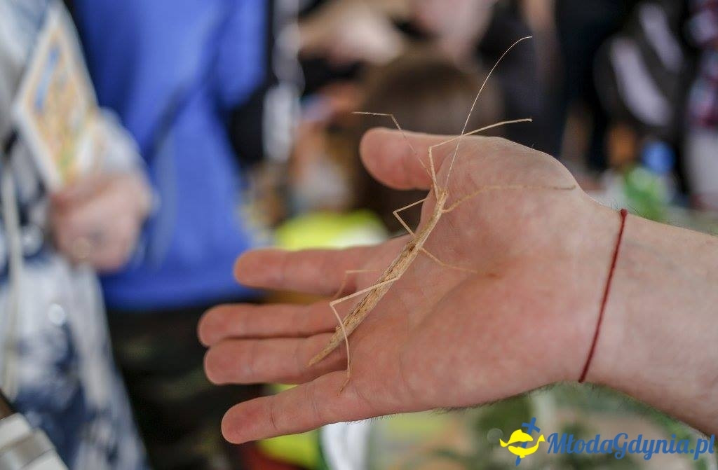 Festyn Leśny SEKRETY LASU