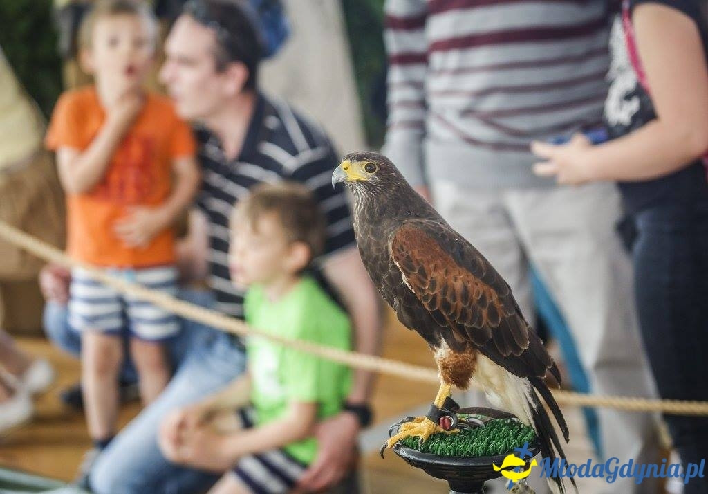 Festyn Leśny SEKRETY LASU