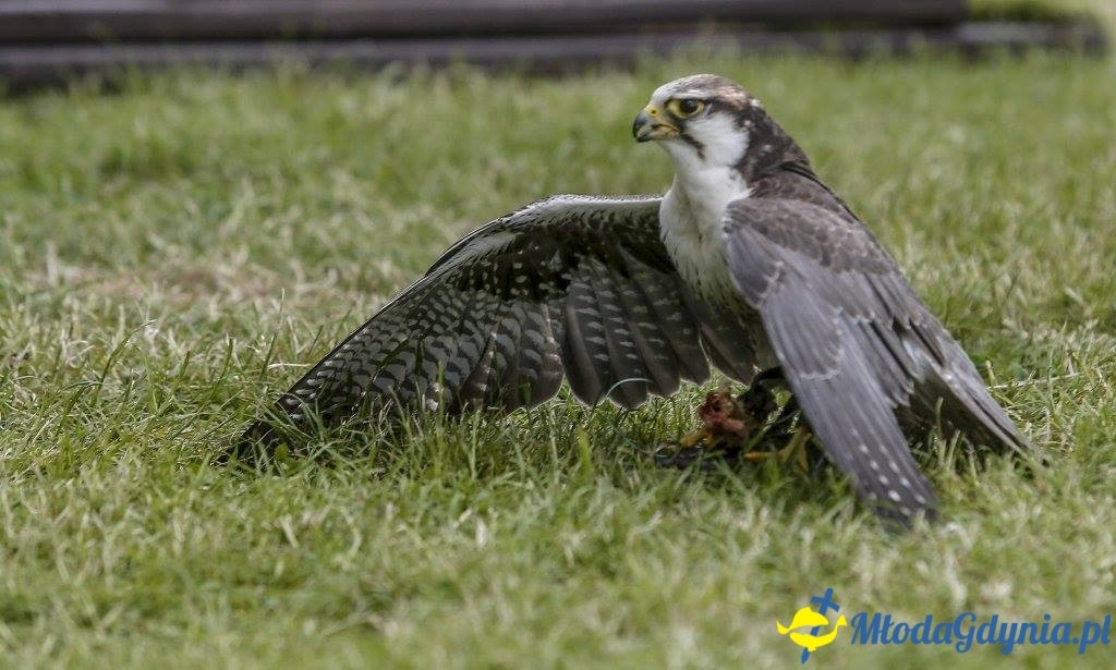Festyn Leśny SEKRETY LASU