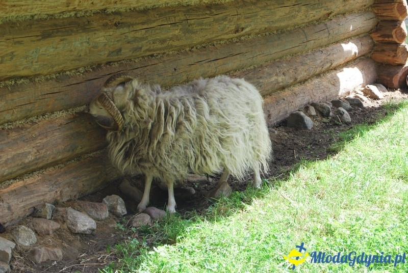 Osada Średniowieczna  Sławutowo  29.07.2017