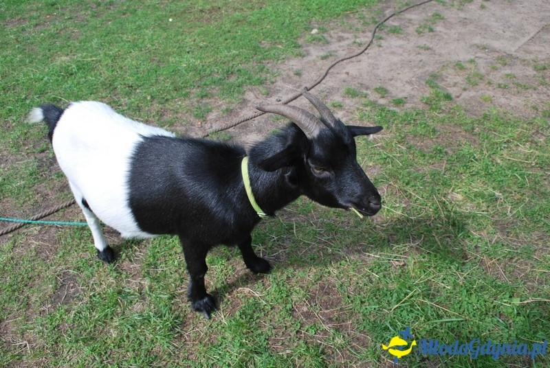 Osada Średniowieczna  Sławutowo  29.07.2017