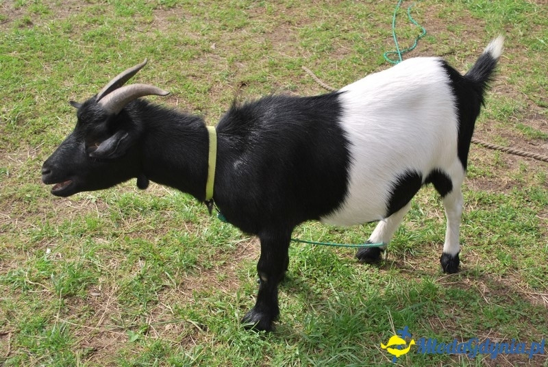 Osada Średniowieczna  Sławutowo  29.07.2017