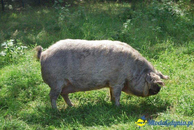 Osada Średniowieczna  Sławutowo  29.07.2017
