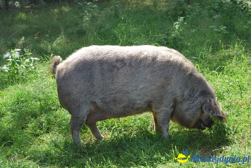 Osada Średniowieczna  Sławutowo  29.07.2017