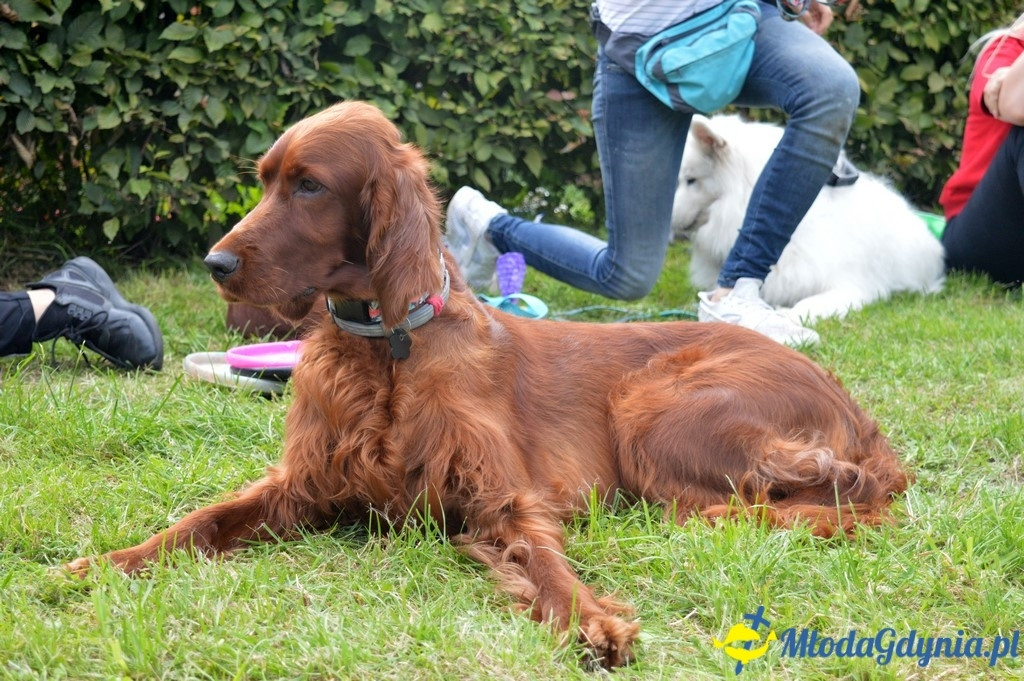 Latające Psy Gdynia 2017