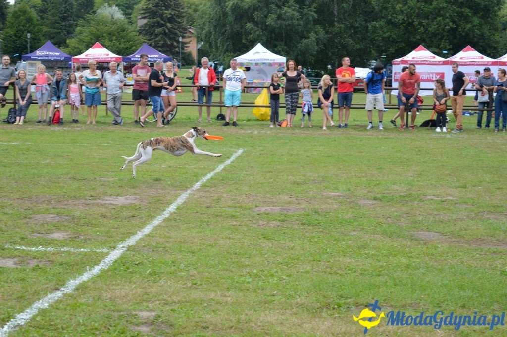 Latające Psy Gdynia 2017