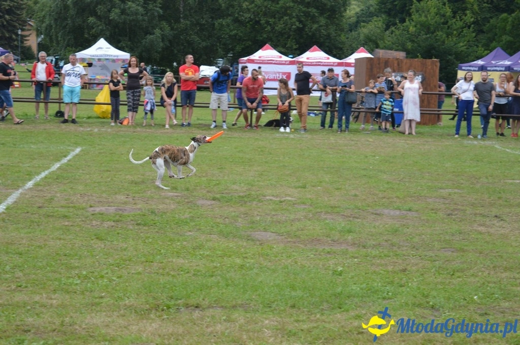 Latające Psy Gdynia 2017