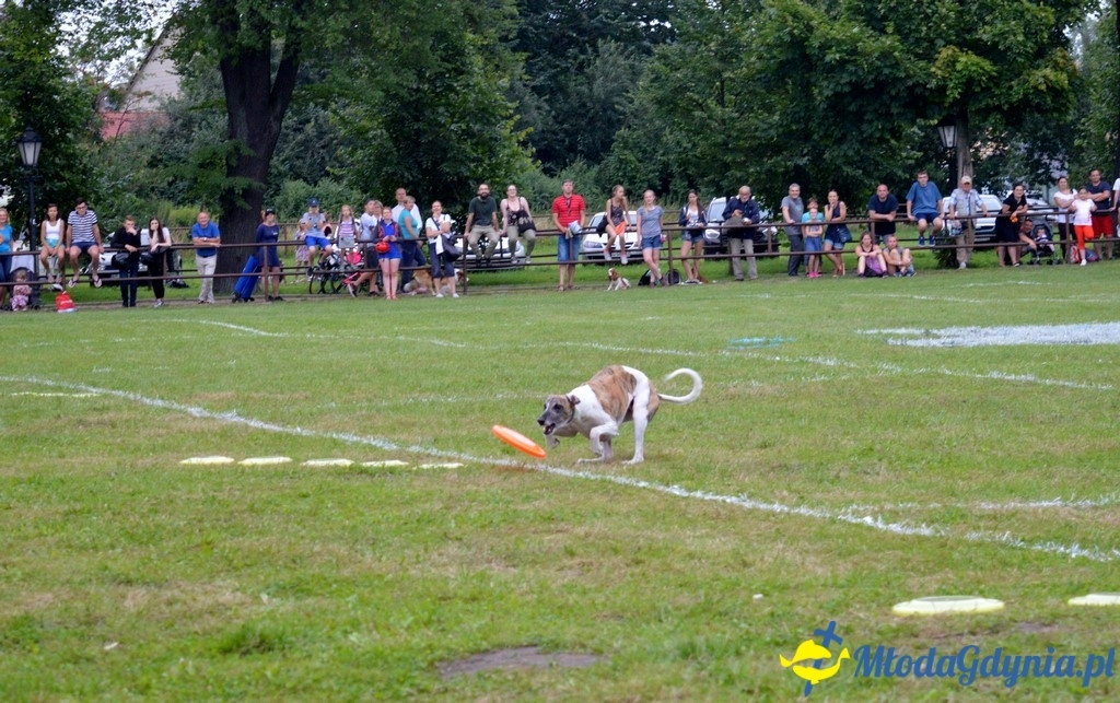 Latające Psy Gdynia 2017