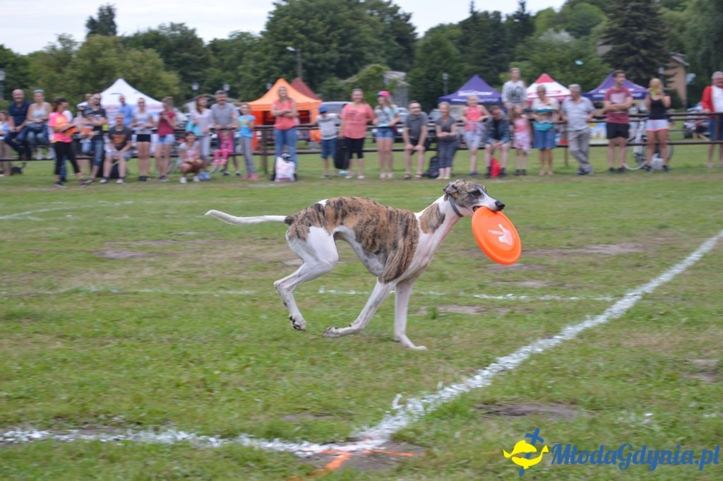 Latające Psy Gdynia 2017