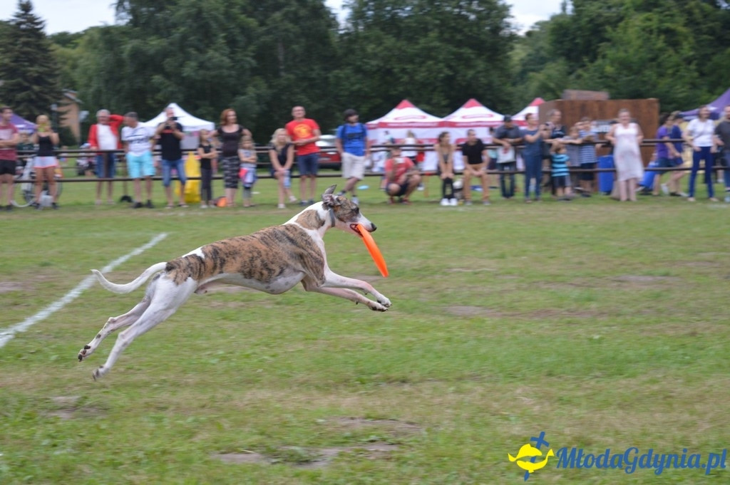 Latające Psy Gdynia 2017