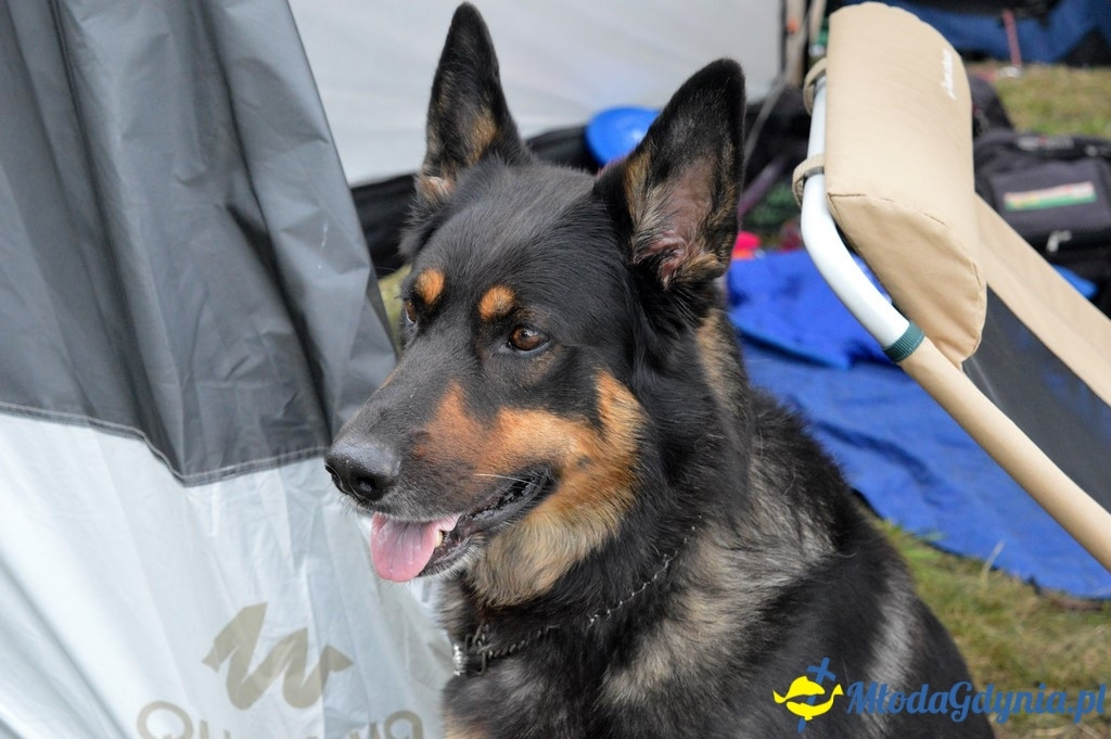 Latające Psy Gdynia 2017