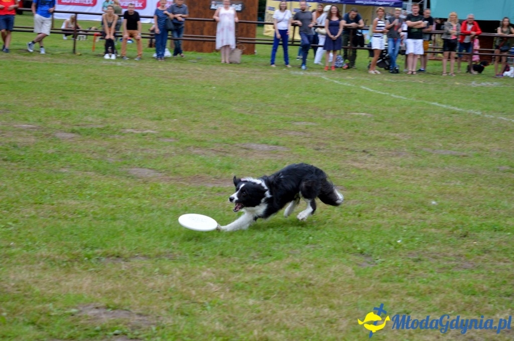 Latające Psy Gdynia 2017