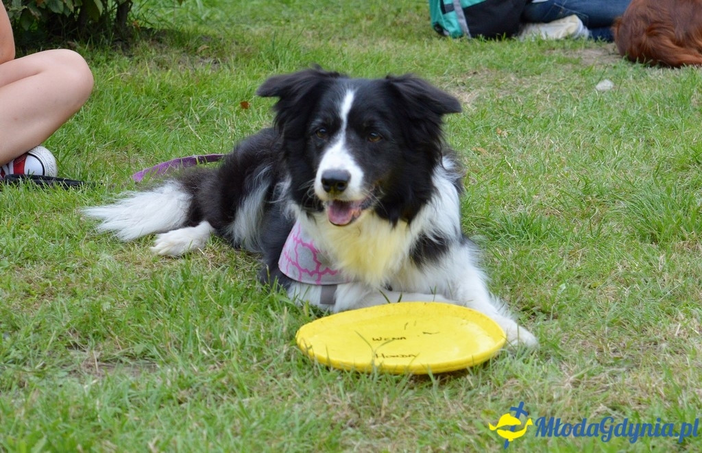 Latające Psy Gdynia 2017