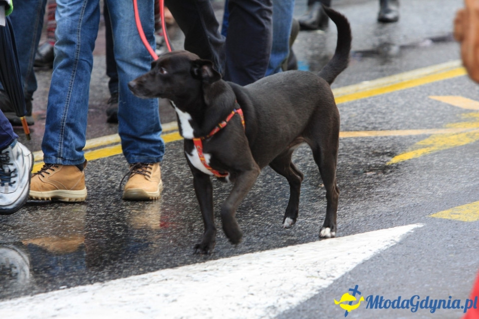 Parada Niepodległości (III)