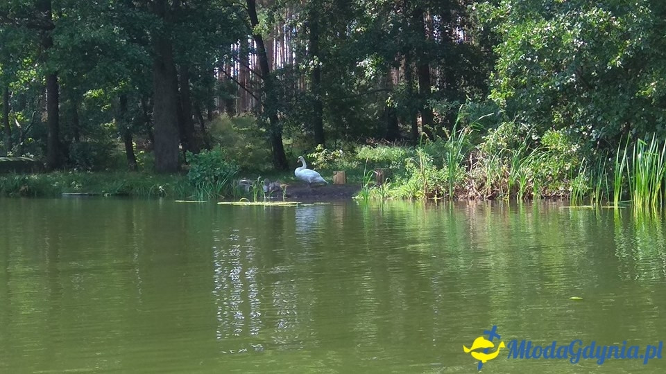 53 GDSH STEFANY - wkacje 2018 - Czernica