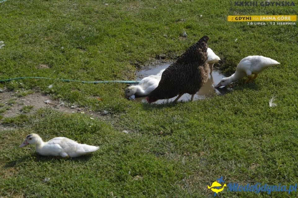 Gdyńska Piesza Pielgrzymka na Jasną Górę 2018 - dzień 16