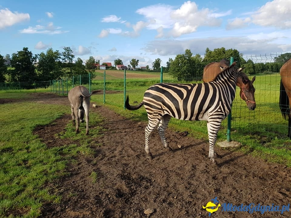 UKS Jantar - Zgrupowanie treningowe Stara Kiszewa 2018