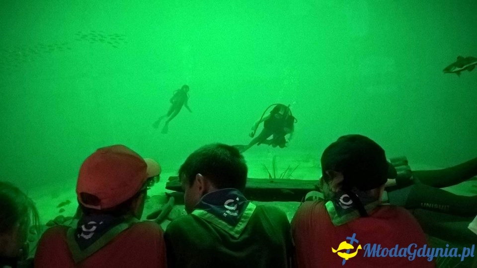 Zlot ZHP Gdańsk 2018 na Wyspie Sobieszewskiej