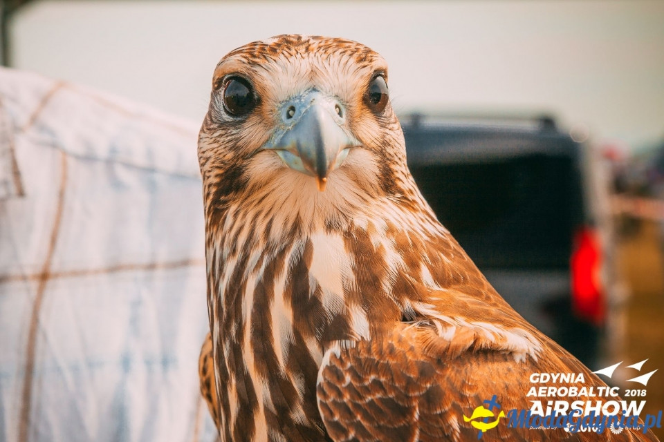 Gdynia Aerobaltic 2018 już za nami