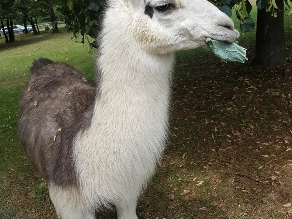 UKS 7 - Obóz Sportowo ? Rekreacyjny Olsztyn 2-11 lipca 2018